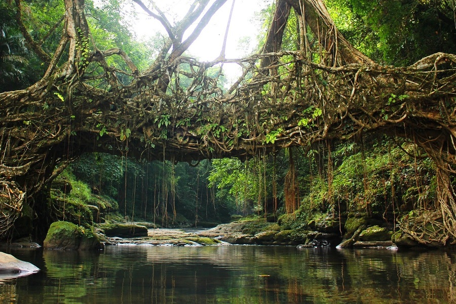 Best Meghalaya Tour Package by Trippin